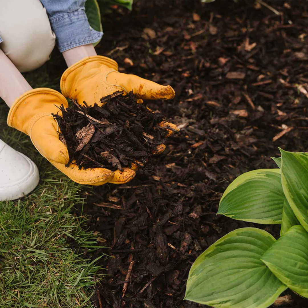 Pot Planting: 6 Easy Steps to Get Started | Ronayne Blog – Ronayne Hire ...