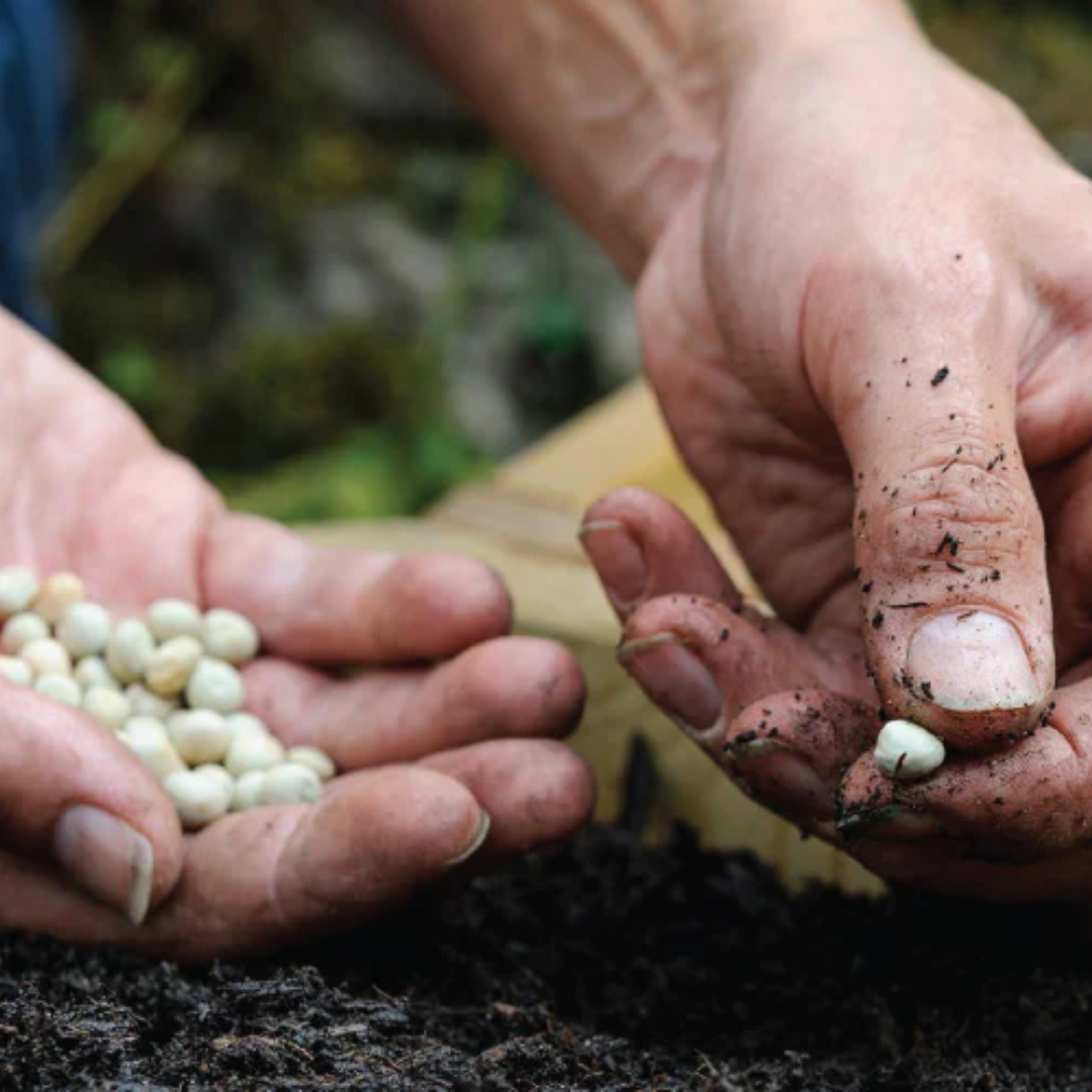 Plant Seeds: Ronayne's Guide to Indoor Spring Sowing – Ronayne Hire ...