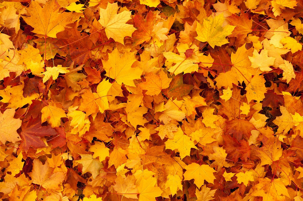 A Fresh Start: Clearing Out Your House for Autumn