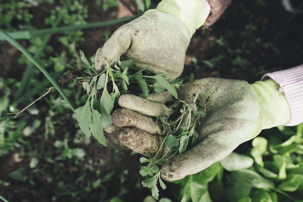 Enhancing Growth in Plants: Tips for a More Fertile Garden | Ronayne Blog