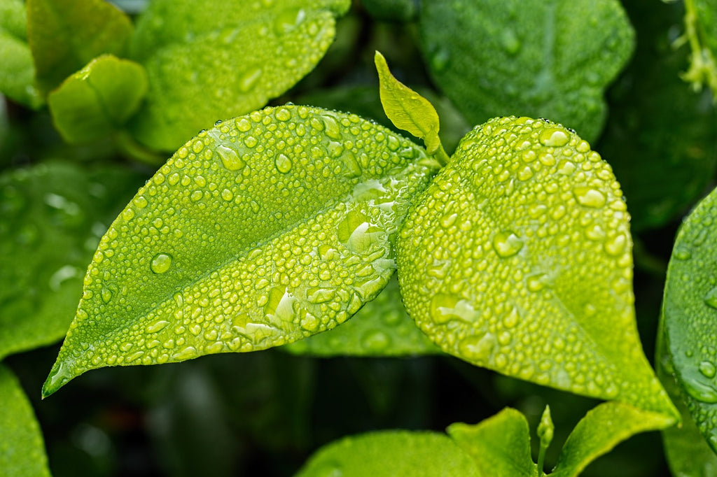 Gardening in Spring: Tackling Wet and Rainy Days | Ronayne