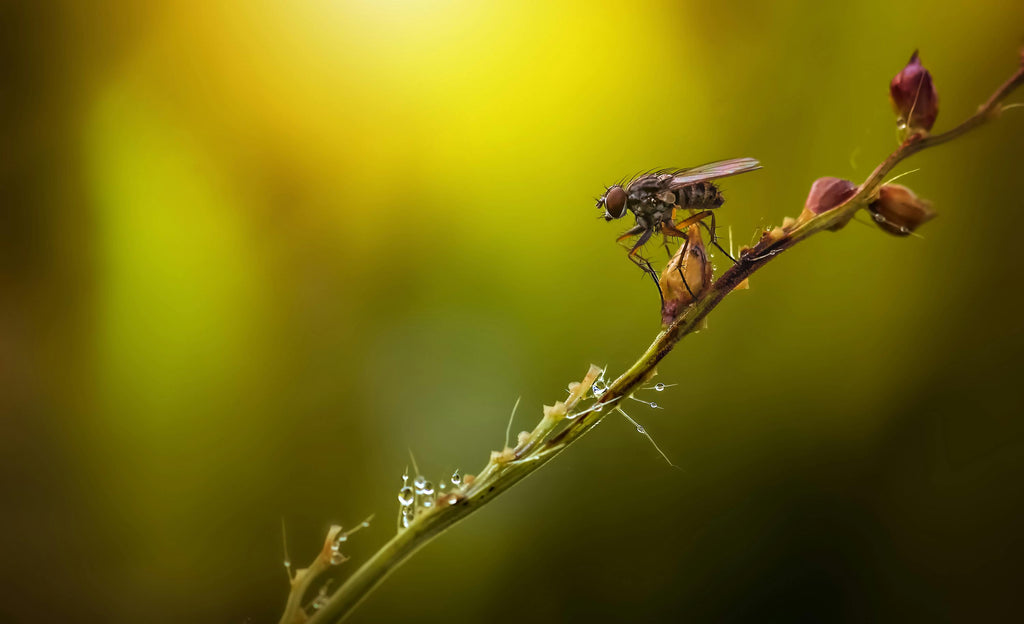 How to Get Rid of Household Bugs During Summer Months